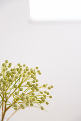 観葉植物　スタイリッシュ　おしゃれ　バーゼリア　インテリアグリーン　窓　白背景　部屋　室内　背景　グラフィック背景　背景素材　余白　コピースペース　文字スペース　ホワイトスペース　素材　秋　冬　イメージ
