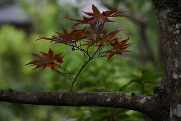 red leafs of a japanese maple