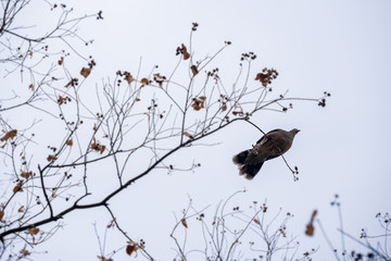 A bird on a tree in autumn