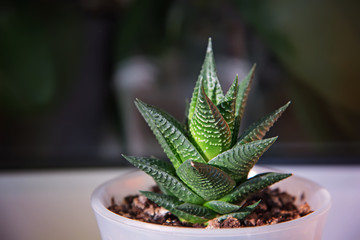 Succulent haworthia fasciata on a blurred background.