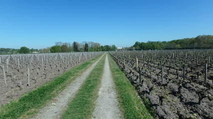 Fototapeta premium jogger between rows of vines