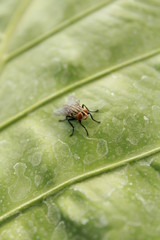 flies