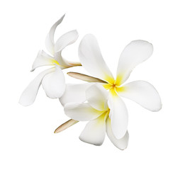 Fototapeta na wymiar Closeup of frangipani (plumeria) flowers isolated on white background.