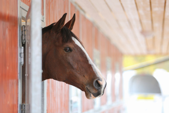 A beautiful brown horse looks out from the box in a stable.