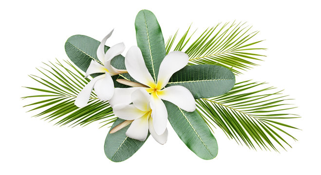 Frangipani (plumeria) flowers and leaves of pulm in a tropical arrangement