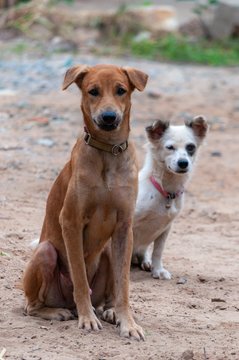 Vertical shot of two cute brown and white aspin dogs with a blurred background