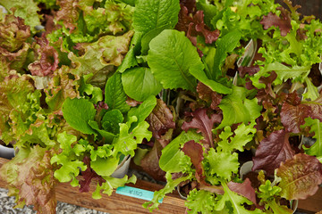 Leaf vegetable seedling at store 