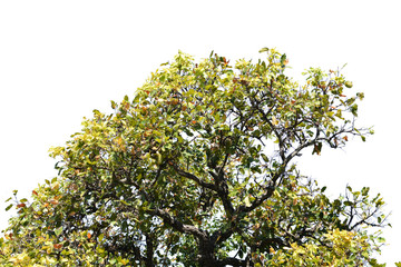 Tree isolated on white background.