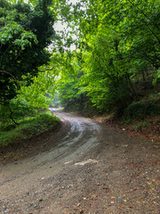 Into the woods, Forest nature pathway, green leaves