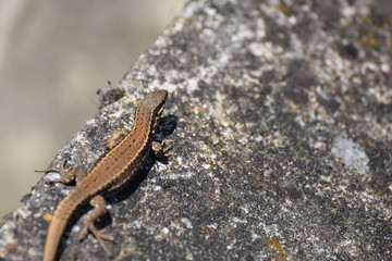 Obraz premium Lézard