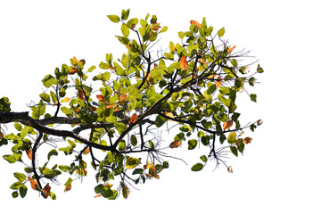 Tree isolated on white background.