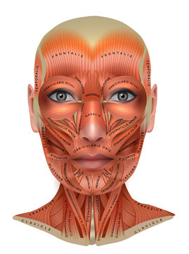 Muscles structure of the female face and neck