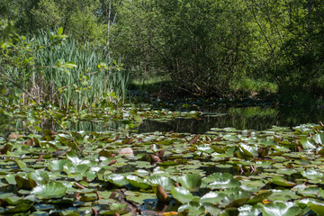 Pond in the forest and lilly, Europe 4