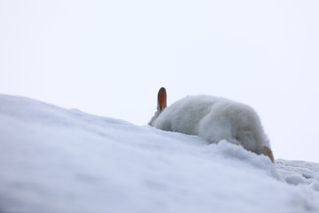 running white rabbit in the snow