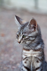 street kitten of a beautiful tiger color