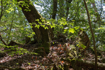 Undergrowth in Fontainebeau forest, France