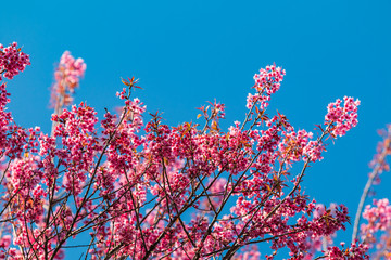 Wild Himalayan Cherry flower blossoming sky backdrop At Khun Sathan Watershed Research Station, Nan, Thailand
