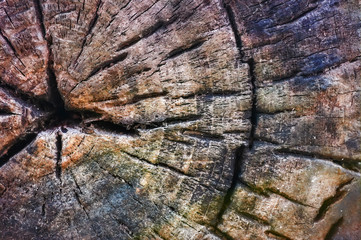 The texture of the slice of the old rotten stump with cracks and annual rings.