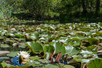 Pond and lilly in the Fontainebleau forest 7