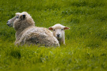 Schaf Neuseeland