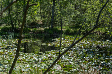 Pond and lilly in the Fontainebleau forest