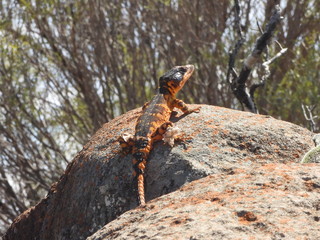 Karoo crag lizard at Valley of Desolation in Camdeboo NP