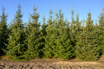 Plantations of growing green christmas tree firs in Netherlands