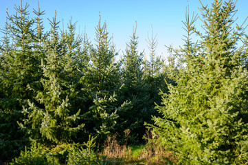 Obraz na płótnie Canvas Plantations of growing green christmas tree firs in Netherlands
