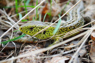 green lizard