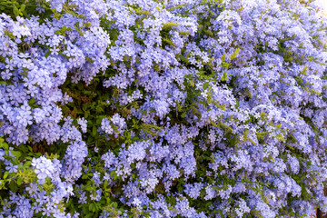 Obraz premium Summer blossom of blue plumbago flowers