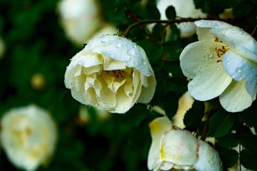 Fototapeta na wymiar flower in the rain