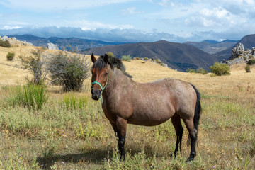 Obraz premium Horse on meadows in Sierra Nevada mountrains, Andalusia, Spain