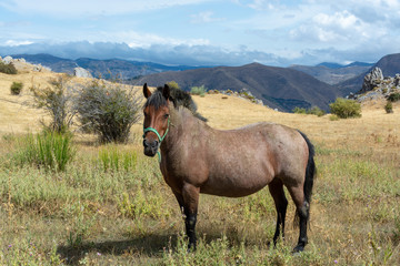 Horse on meadows in Sierra Nevada mountrains, Andalusia, Spain