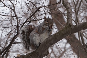 squirrel on a tree