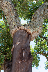 Peeled cork oak, primary source of cork for wine bottle stoppers and other uses