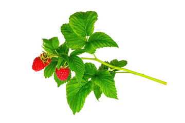 Raspberry branch on white background