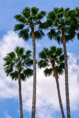 Tall green palm trees and blue sky