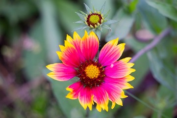 pink and yellow flower