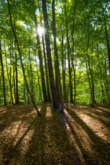 Die Sonne scheint in den Wald - Buchenwald auf Usedom