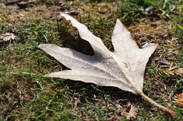 Naklejka premium leaves in the grass