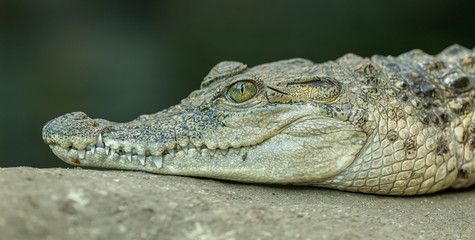 portrait of crocodile resting on concrete