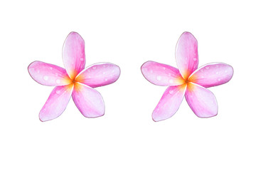 Obraz premium Pink plumeria flowers On a white background