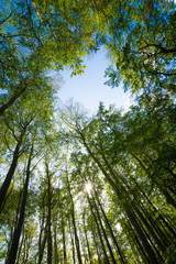 Bäume im Wald am Tag im Herbst