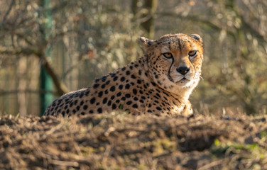 cheetah resting on small hill in the zoo