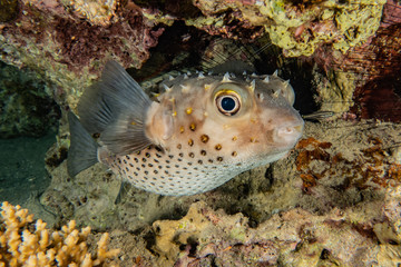 Fish swim in the Red Sea, colorful fish, Eilat Israel
