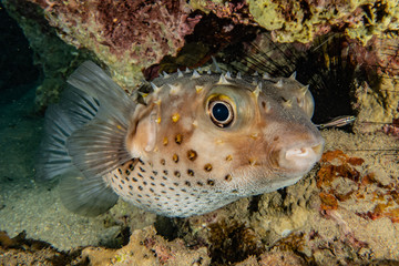 Fish swim in the Red Sea, colorful fish, Eilat Israel © yeshaya