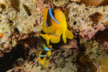 Fish swim in the Red Sea, colorful fish, Eilat Israel