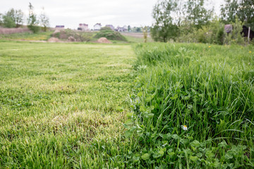 Obraz premium Cut strip of green grass. Mowing the lawn, close-up