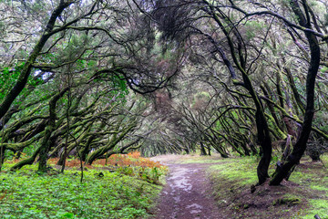 In the Garajonay National Park on La Gomera