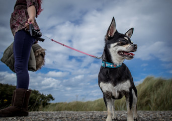 Chihauhau close up 2